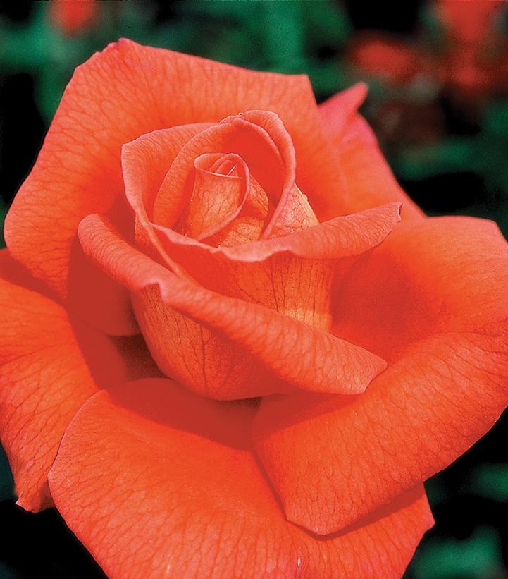 Image Credit: Star Roses