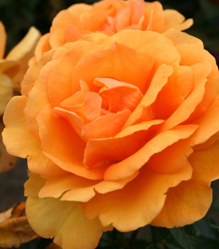 Image Credit: Star Roses