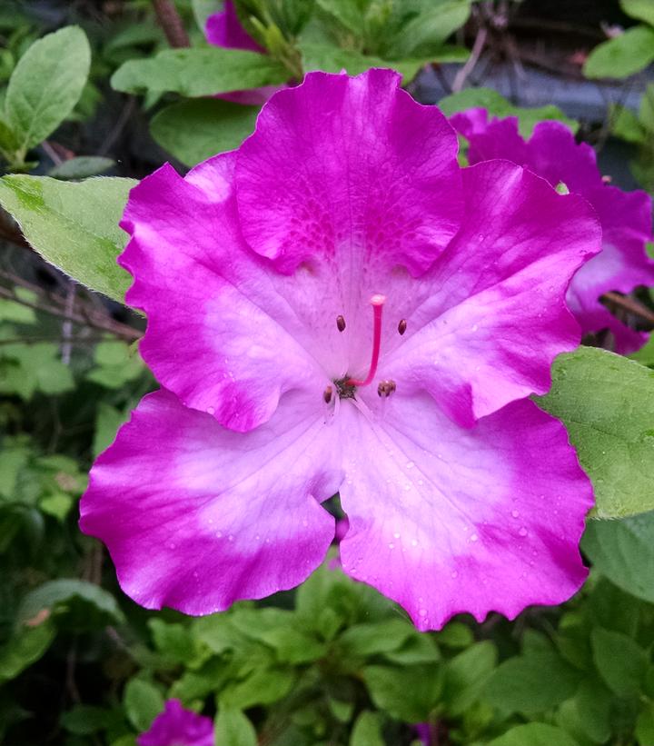 Azalea x ''Martha Hitchock'' - Martha Hitchock Azalea from Prides Corner Farms