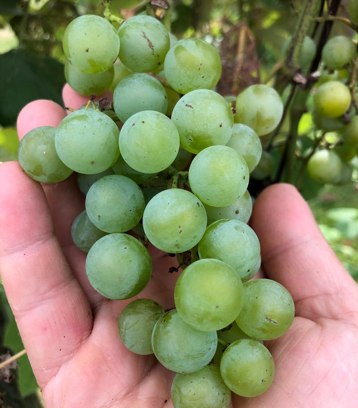 Image Credit: Shutterstock