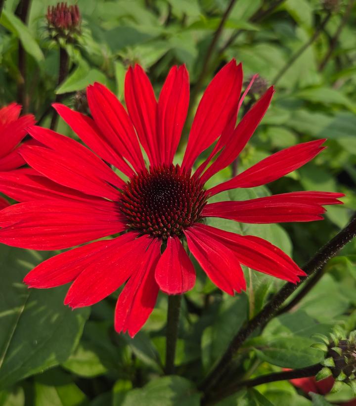 Image Credit: Prides Corner Farms