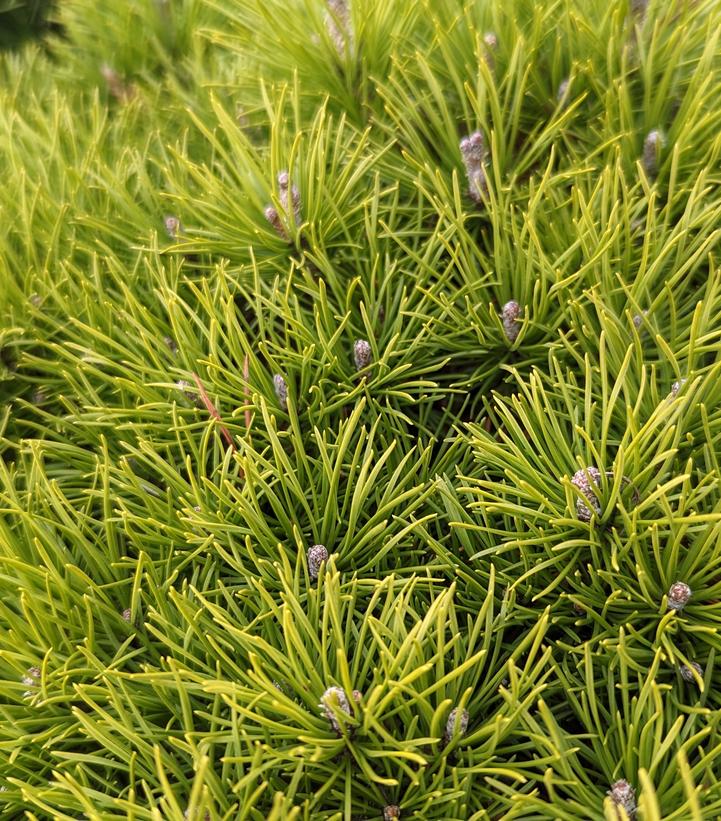 Image Credit: Prides Corner Farms