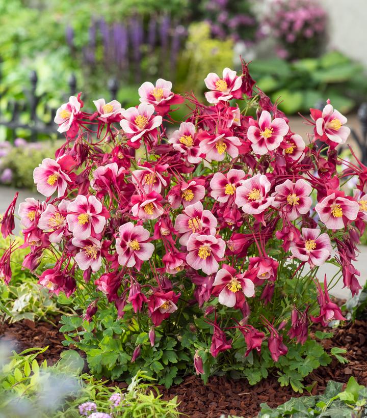 Aquilegia x 'Earlybird™ Red White' - photo courtesy of Ball Hort