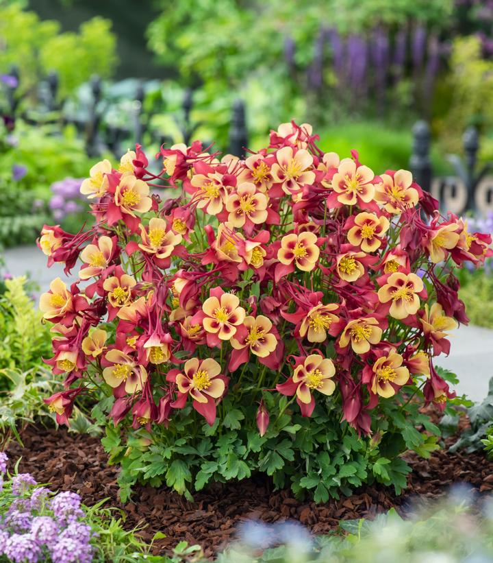 Image Credit: Ball Horticultural