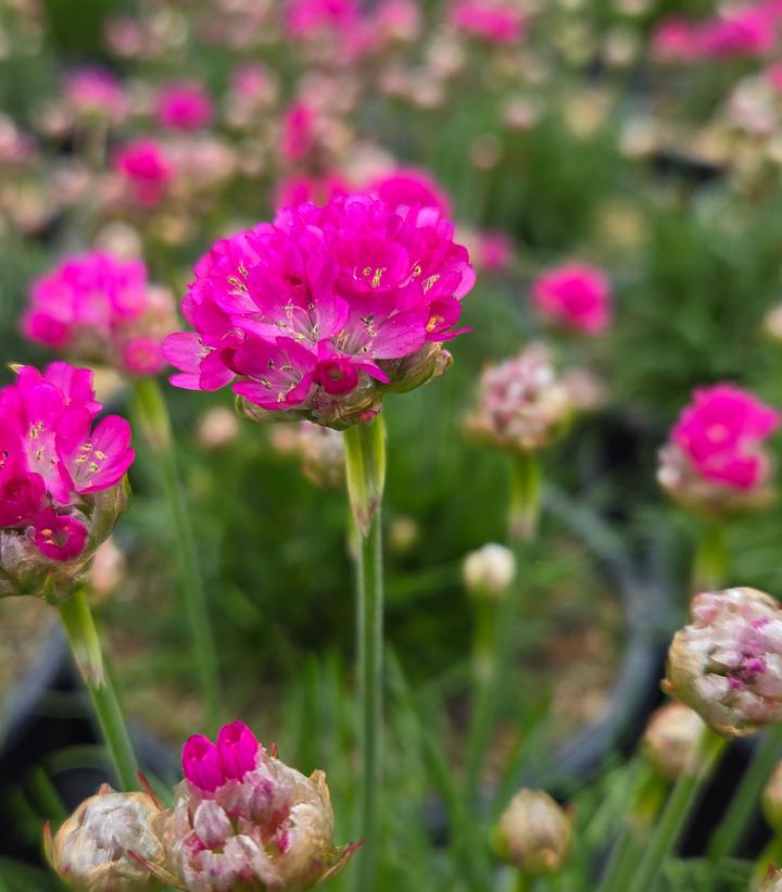 Image Credit: Prides Corner Farms