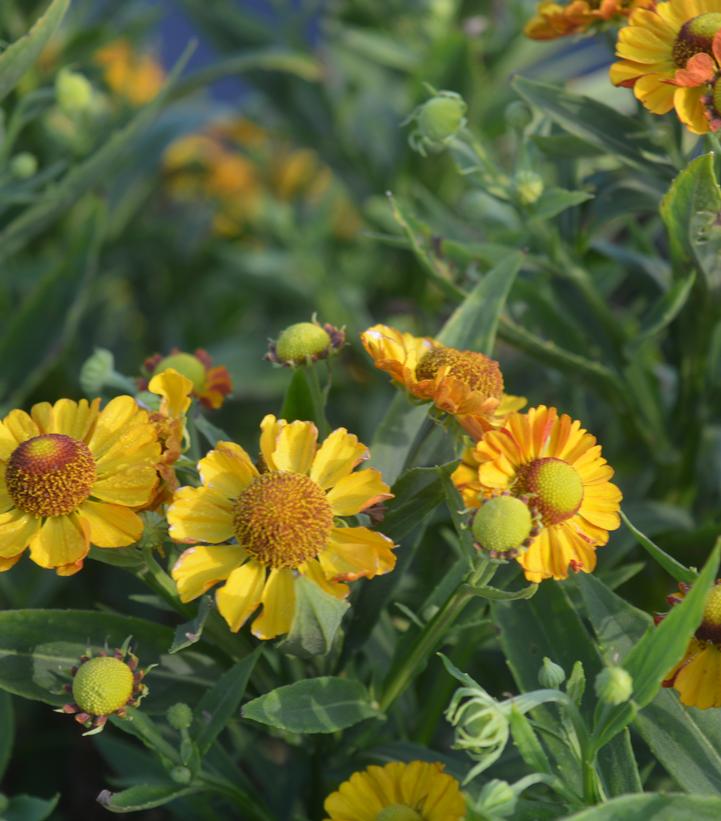 Image Credit: Prides Corner Farms