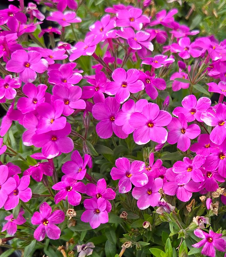 Image Credit: Prides Corner Farms