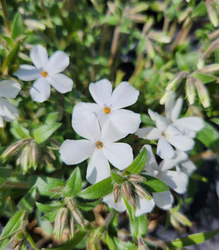 Image Credit: Prides Corner Farms