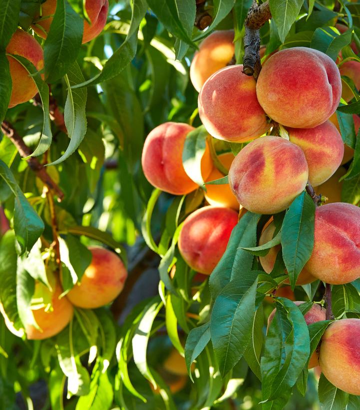 Image Credit: Shutterstock