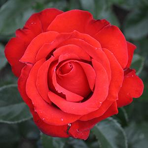 Image Credit: Star Roses