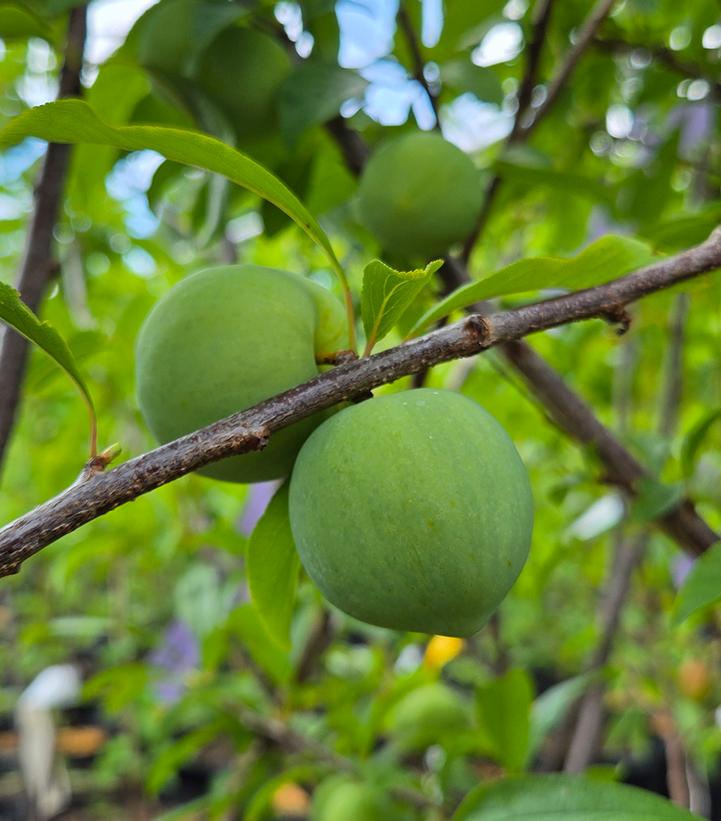 Image Credit: Prides Corner Farms
