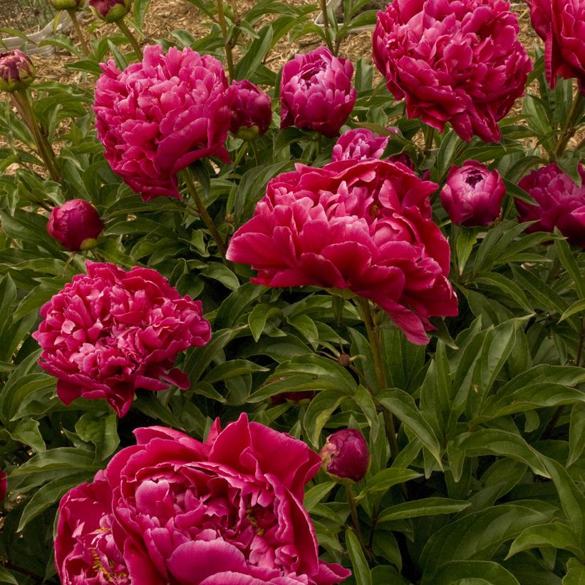 Paeonia lactiflora 'Karl Rosenfield'
