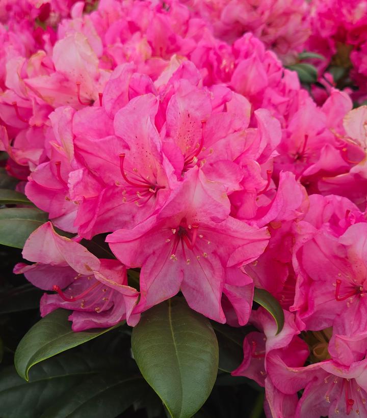 Image Credit: Prides Corner Farms