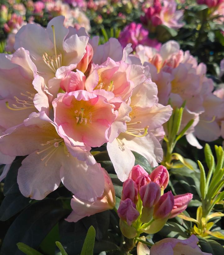 Image Credit: Prides Corner Farms