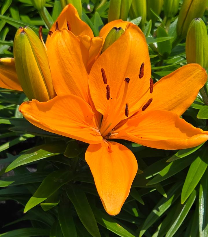 Image Credit: Prides Corner Farms