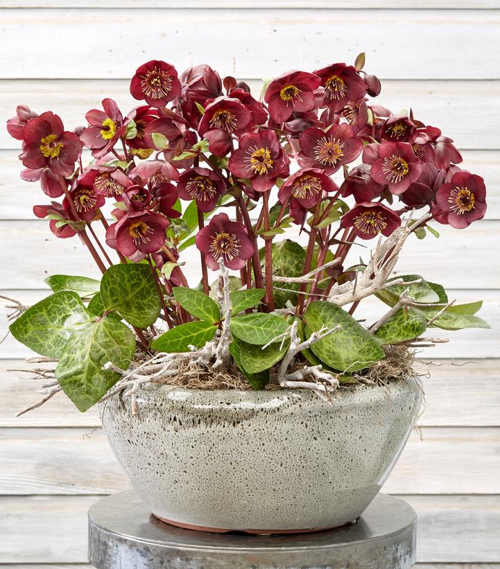 Photo Credit: Pacific Plug & Liner