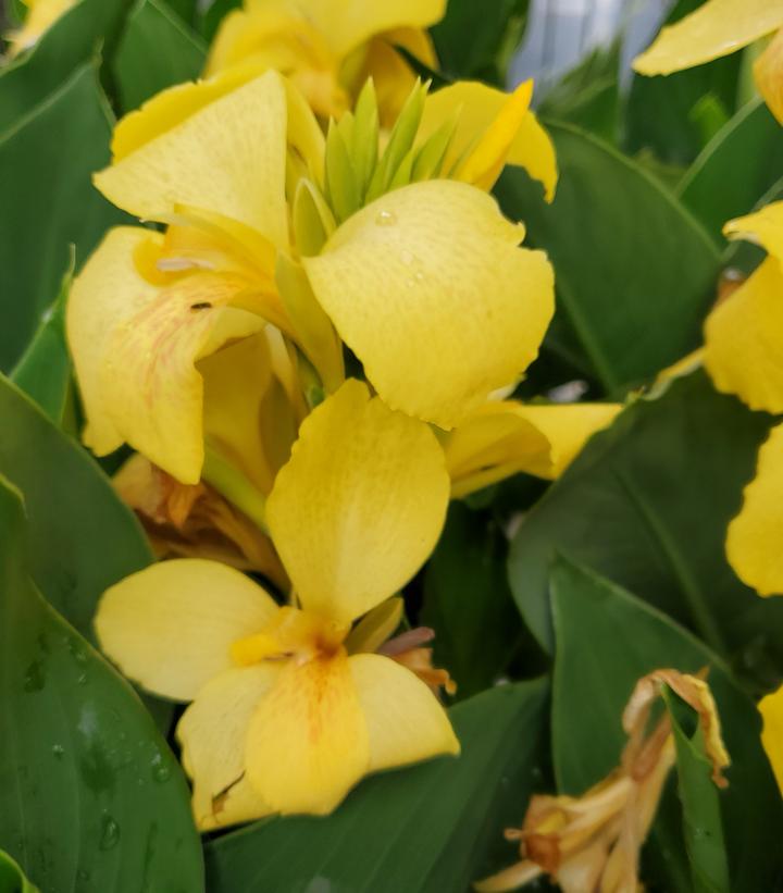 Canna x generalis Cannova® Yellow