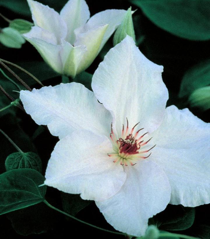 Image credit: Donahue's Clematis