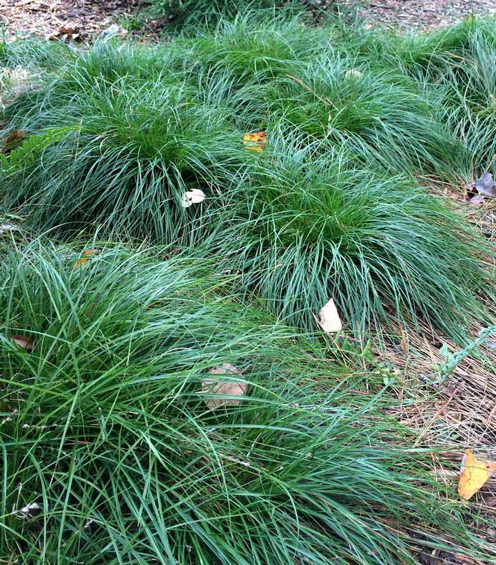 Image Credit: Hoffman Nurseries