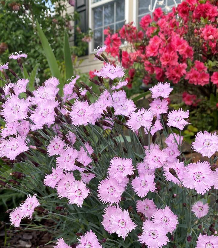 Image Credit: Cavano's Perennials