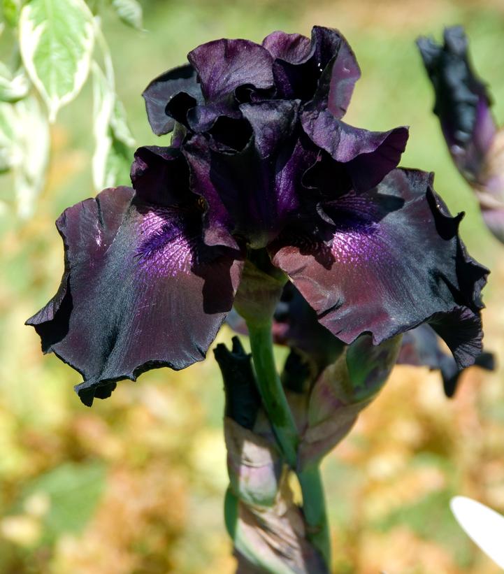 Image Credit: Adobe Stock