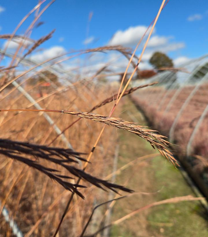 Image Credit: Prides Corner Farms