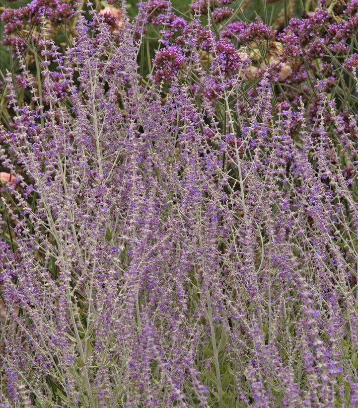 Image Credit: Walters Gardens