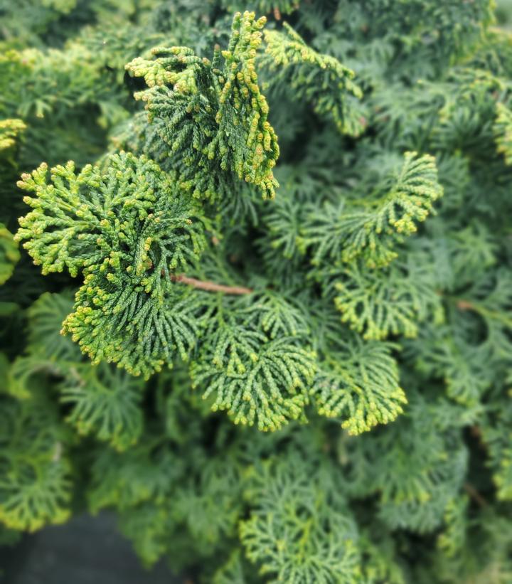 Image Credit: Prides Corner Farms