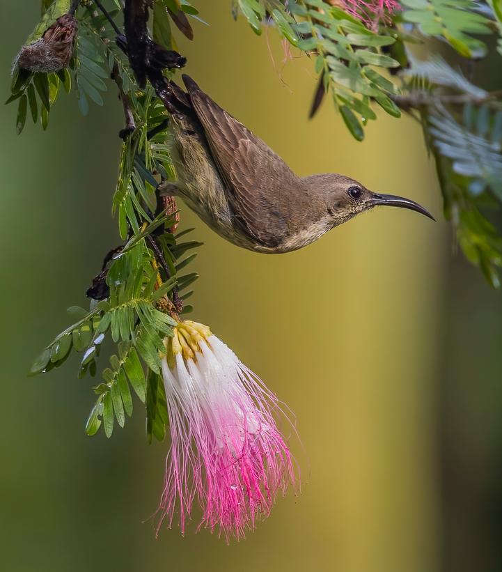 Image credit: Charles J Sharp