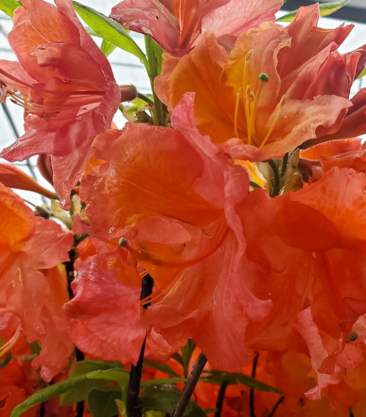 Image Credit: Prides Corner Farms