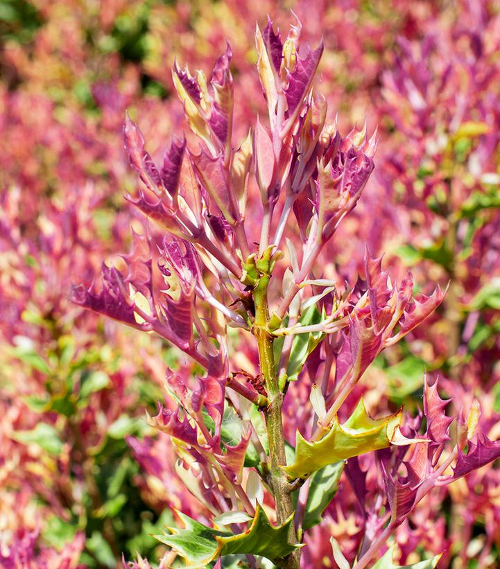 Image Credit: Star Roses and Plants