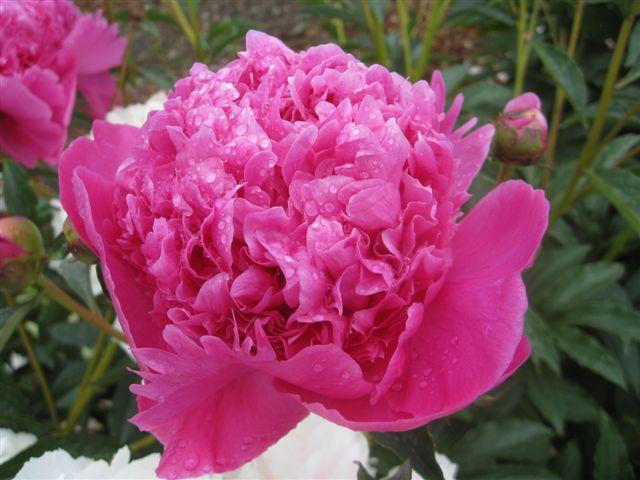 Image Credit: Pioneer Gardens