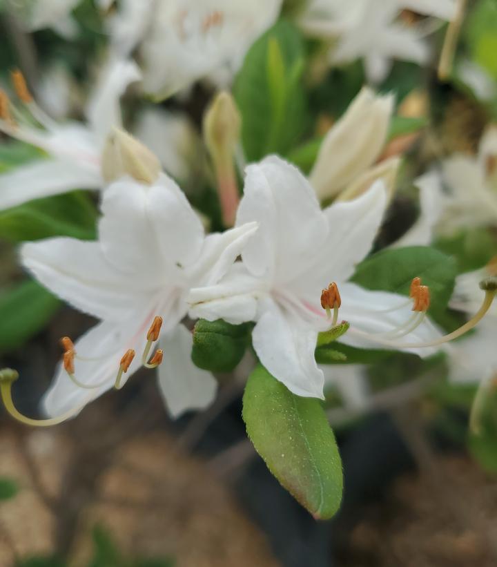 Image Credit: Prides Corner Farms