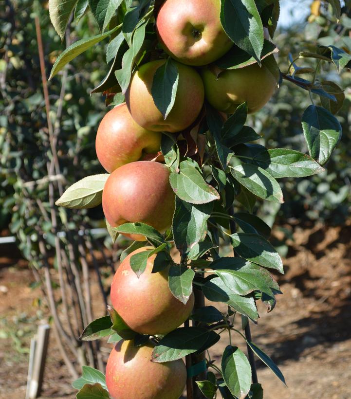 Image Credit: Plants Nouveau