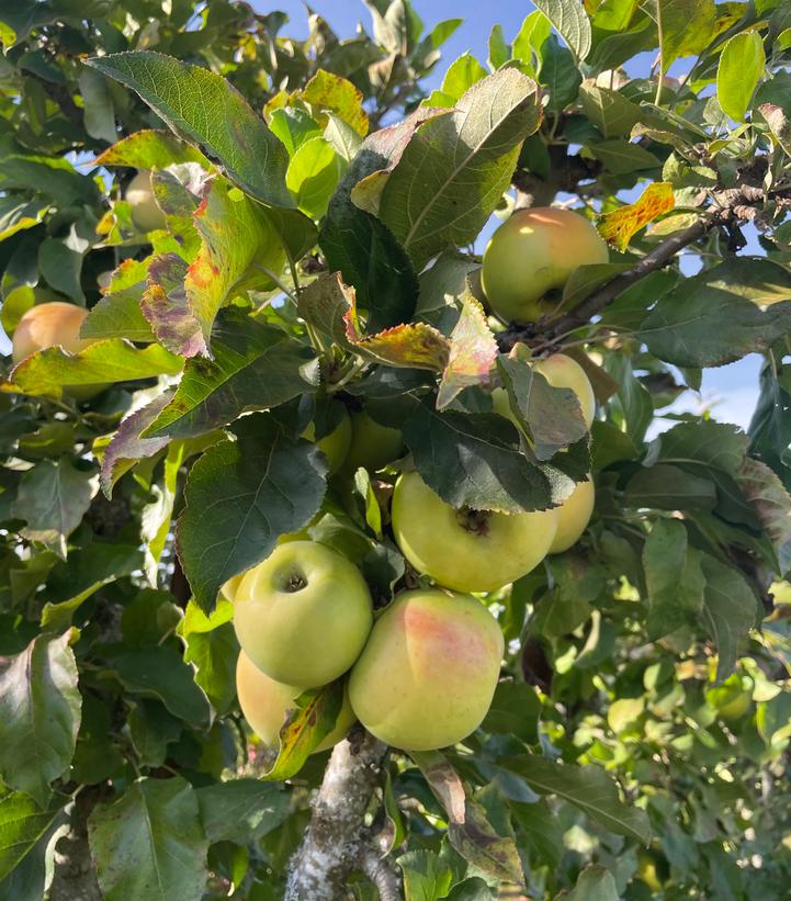 Image Credit: Plants Nouveau