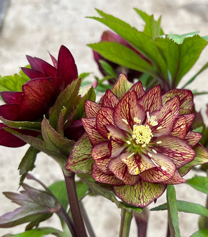 Image Credit: Walters Gardens