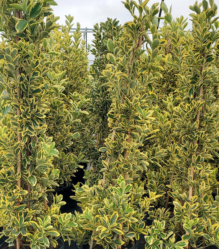 Image Credit: Prides Corner Farms