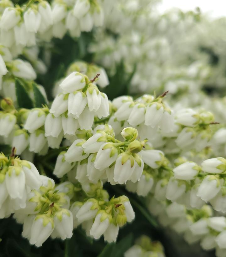 Image Credit: Prides Corner Farms