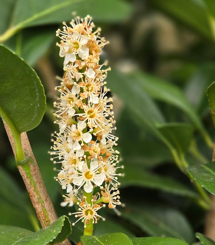 Image Credit: Prides Corner Farms