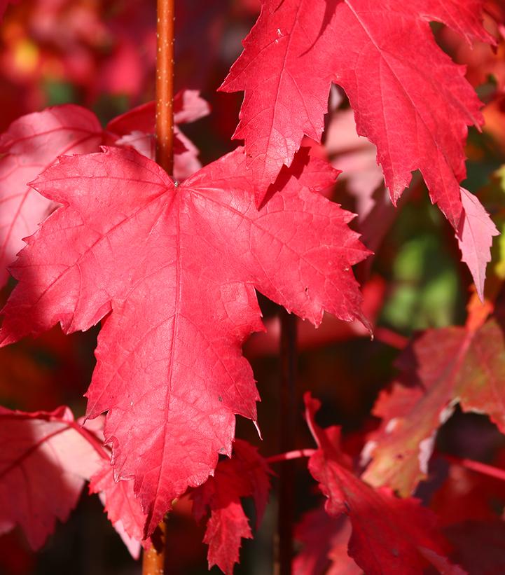 Acer palmatum ''Twombly's Red Sentinel'' - Twombly's Red Sentinel Japanese Maple from Prides Corner Farms