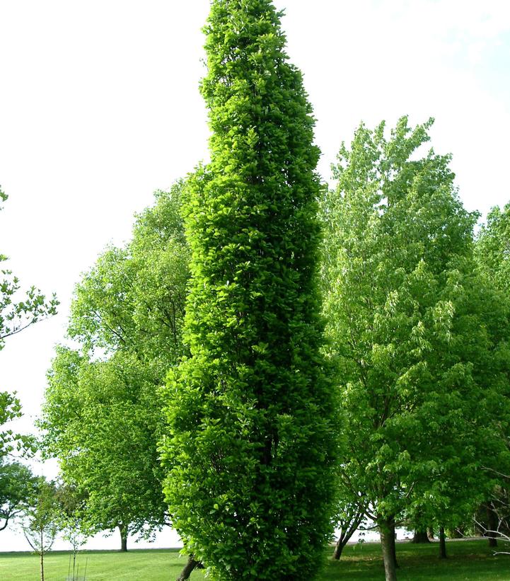 Image Credit: Bailey Nurseries