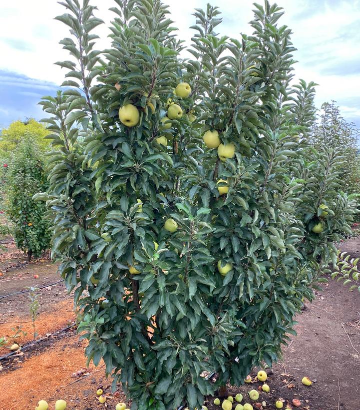 Image Credit: Plants Nouveau