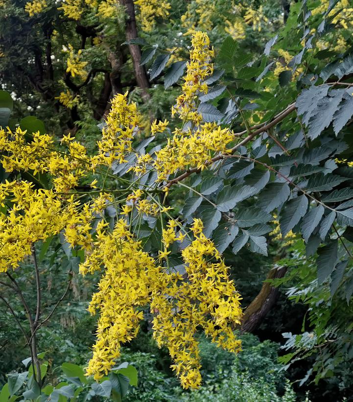 Image Credit: Wikipedia