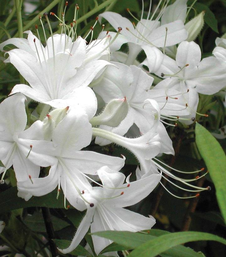 Image Credit: Briggs Nursery