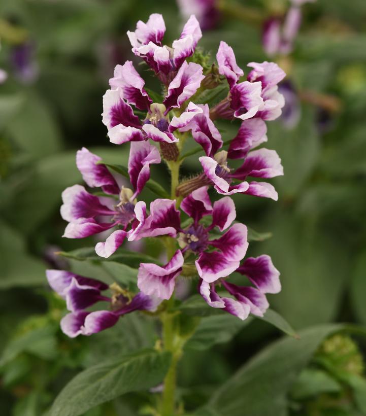 Image Credit: Ball Horticultural Company