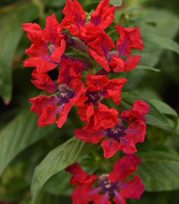 Image Credit: Ball Horticultural Company