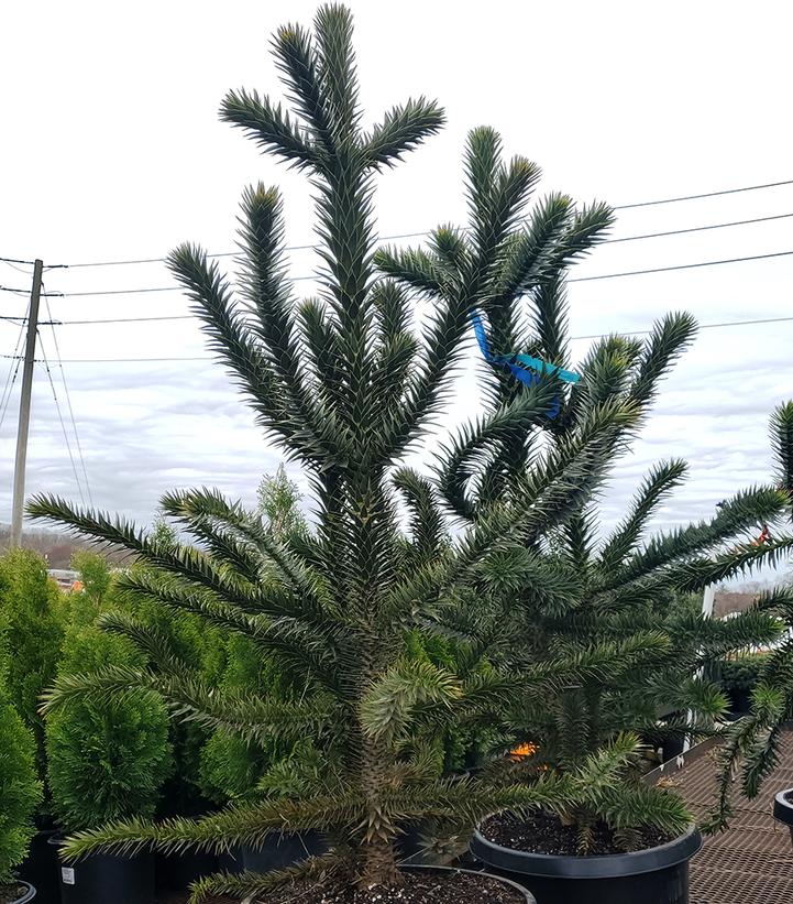 Image Credit: Prides Corner Farms