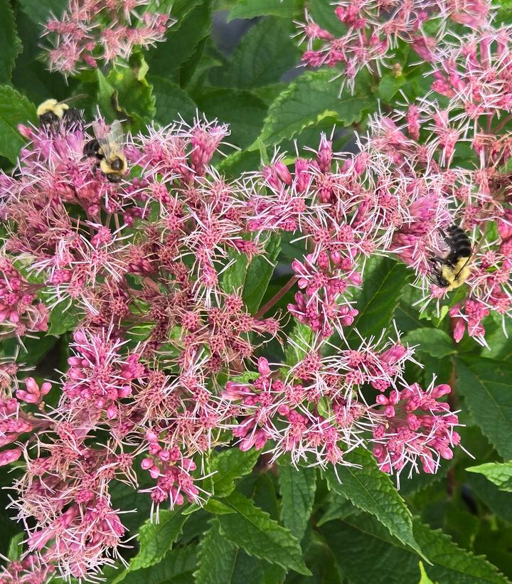 Image Credit: Prides Corner Farms