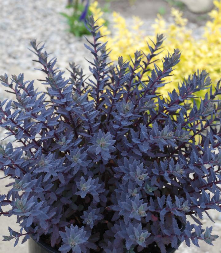 Image Credit: Garden Solutions Plants