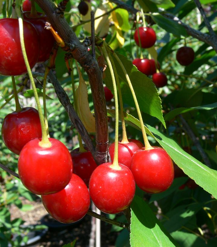 Image Credit: Bylands Nursery